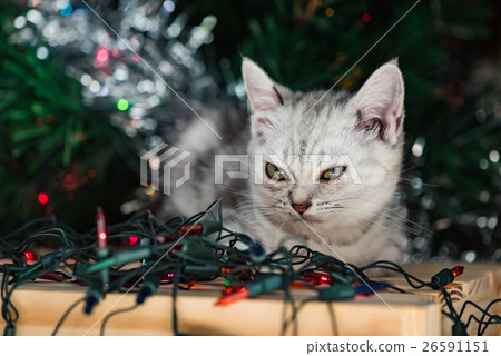 Cute kitten in christmas. 26591151