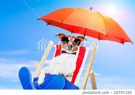 Animal stock images 26591160