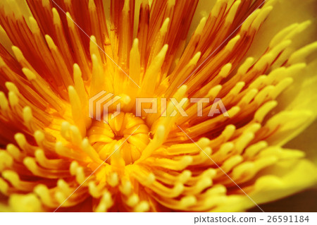 Yellow pollen of the lotus 26591184