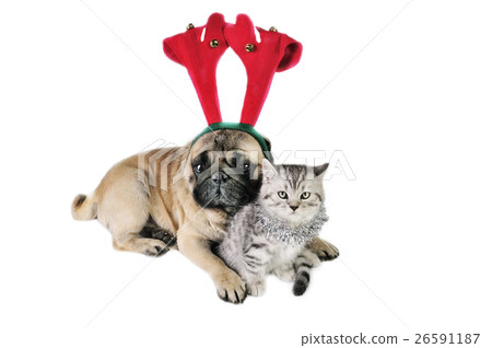 Animal stock images Animal stock images 26591187