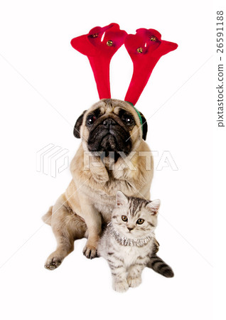 Animal stock images Animal stock images 26591188