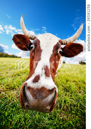 Animal stock images Animal stock images 26591256