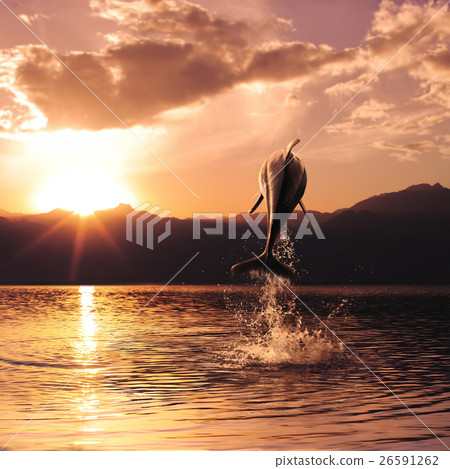 Animal stock images Animal stock images 26591262