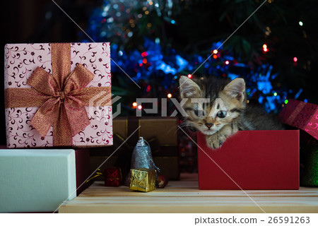 Cute kitten in christmas. Cute kitten in christmas. 26591263