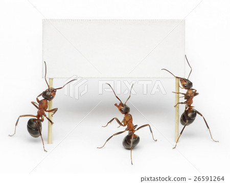 Animal stock images 26591264