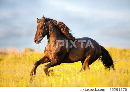 Animal stock images Animal stock images 26591276