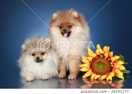 Animal stock images 26591277