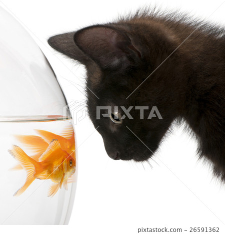 Animal stock images 26591362