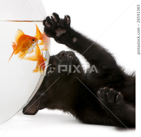 Animal stock images Animal stock images 26591365