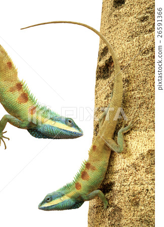 Animal stock images Animal stock images 26591366