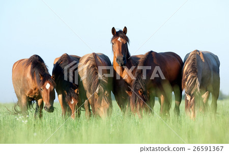 Animal stock images Animal stock images 26591367