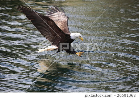 Animal stock images Animal stock images 26591368