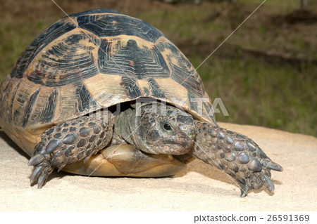 Animal stock images Animal stock images 26591369
