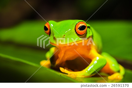 Animal stock images Animal stock images 26591370