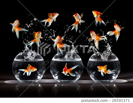Animal stock images Animal stock images 26591371
