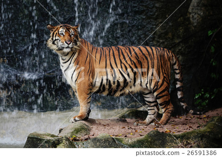 Animal stock images 26591386