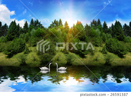 Animal stock images 26591387