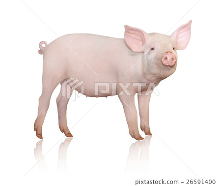 Animal stock images 26591400