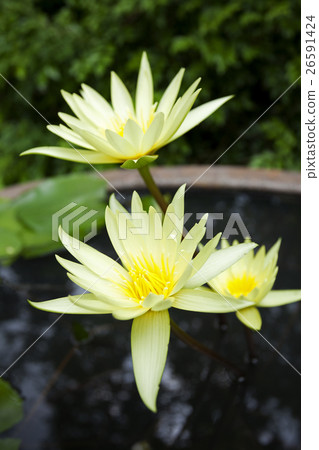 Yellow Waterlily Yellow Waterlily 26591424