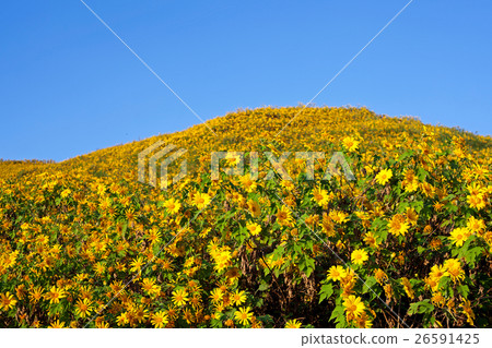 Field of sunflowers with blue sky Field of sunflowers with blue sky 26591425