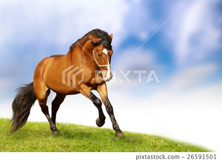 Animal stock images 26591501