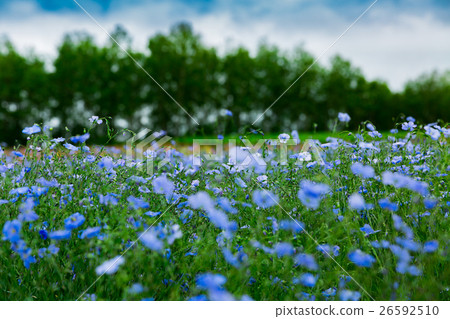 亞麻花 26592510