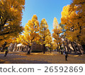Gingko line trees in front of the main gate of the University of Tokyo Hongo campus 26592869