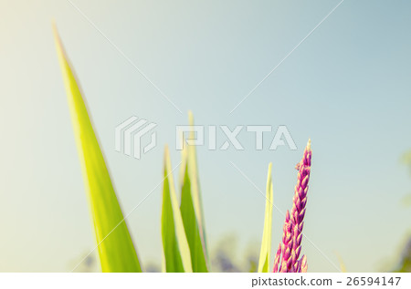 Depth of field close up of young corn flower 26594147