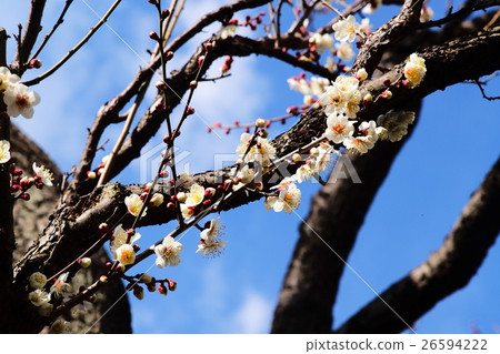 櫻桃樹 26594222