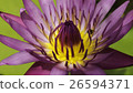 Beautiful purple lotus 26594371