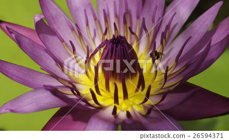 Beautiful purple lotus 26594371