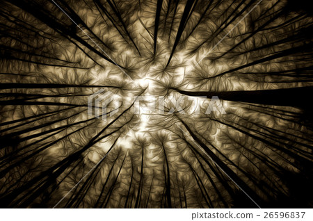Haunted Forest Haunted Forest 26596837