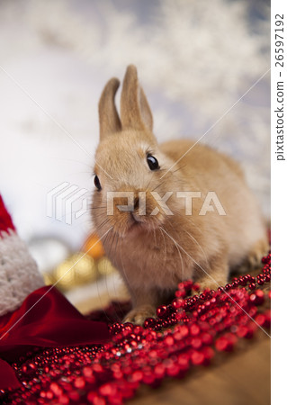 Animal, Rabbit, bunny on Christmas background Animal, Rabbit, bunny on Christmas background 26597192