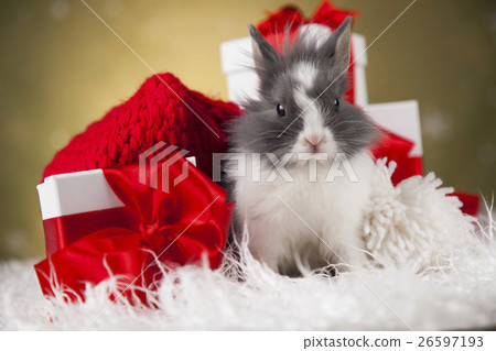 Little bunny,Funny rabbit on Christmas background Little bunny,Funny rabbit on Christmas background 26597193