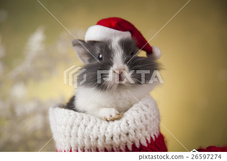Christmas bunny, santa baby red hat Christmas bunny, santa baby red hat 26597274