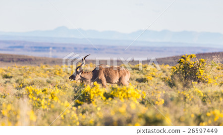 Red Hartebeest walking in the bush Red Hartebeest walking in the bush 26597449