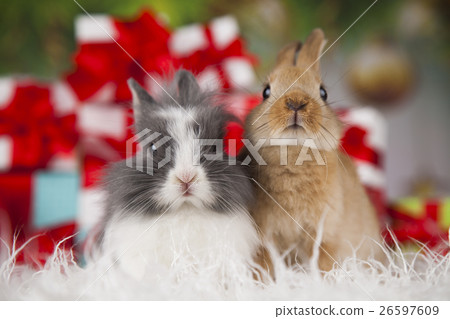 Bunny with Rabbit, christmas red Santa hat Bunny with Rabbit, christmas red Santa hat 26597609