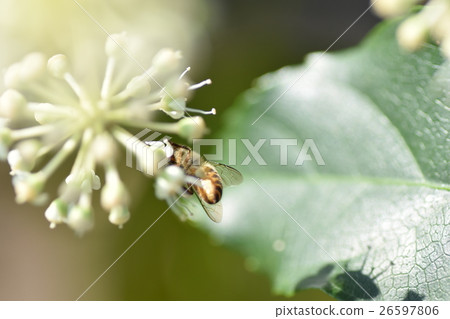 鹿兒島縣和泉市高尾町蜜蜂和紙花 26597806