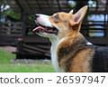 狗狗 26597947