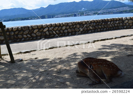 Summer Miyajima Deer Summer Miyajima Deer 26598224