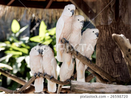 salmon-crested cockatoo on branch 26598720