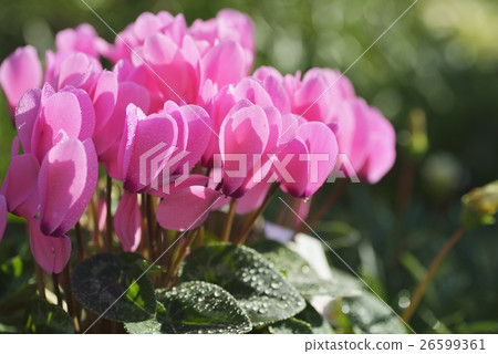 Cyclamen 26599361