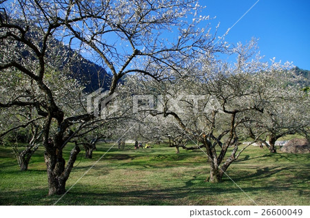 Under the plum tree Under the plum tree 26600049