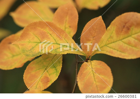 天然植物Kamatsuka,11月下旬。葉子靜脈綠色在色的葉子引人注意 天然植物Kamatsuka,11月下旬。葉子靜脈綠色在色的葉子引人注意 26600381