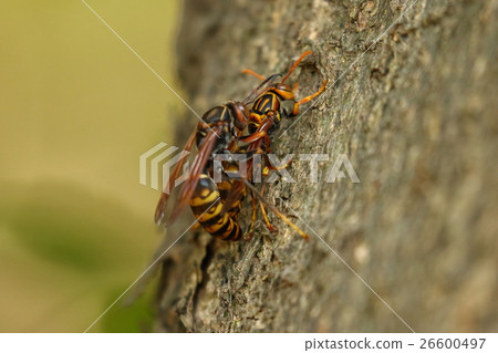 Creature insect Segloa ashagi, with mating in late October. Females will be Queen Bees next year after safely passing winter 26600497