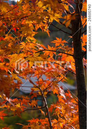 Background of maple leaves on tree in autumn 26600740