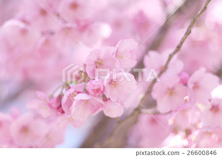Cherry pink Cherry pink 26600846