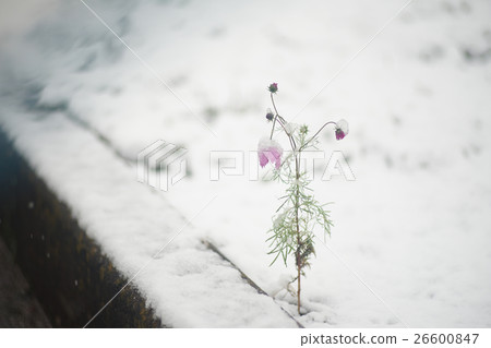 Snow on Cosmos Snow on Cosmos 26600847