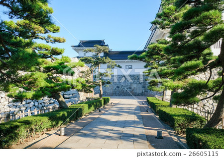 Pine and cobblestone in the castle ruined park 26605115
