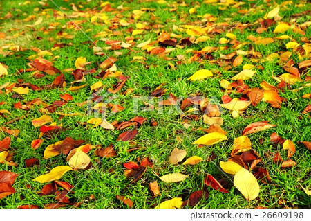 Scenery of deciduous leaves 26609198